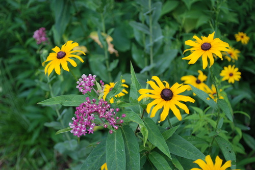 swamp milkweed and black-eyed susan.JPG